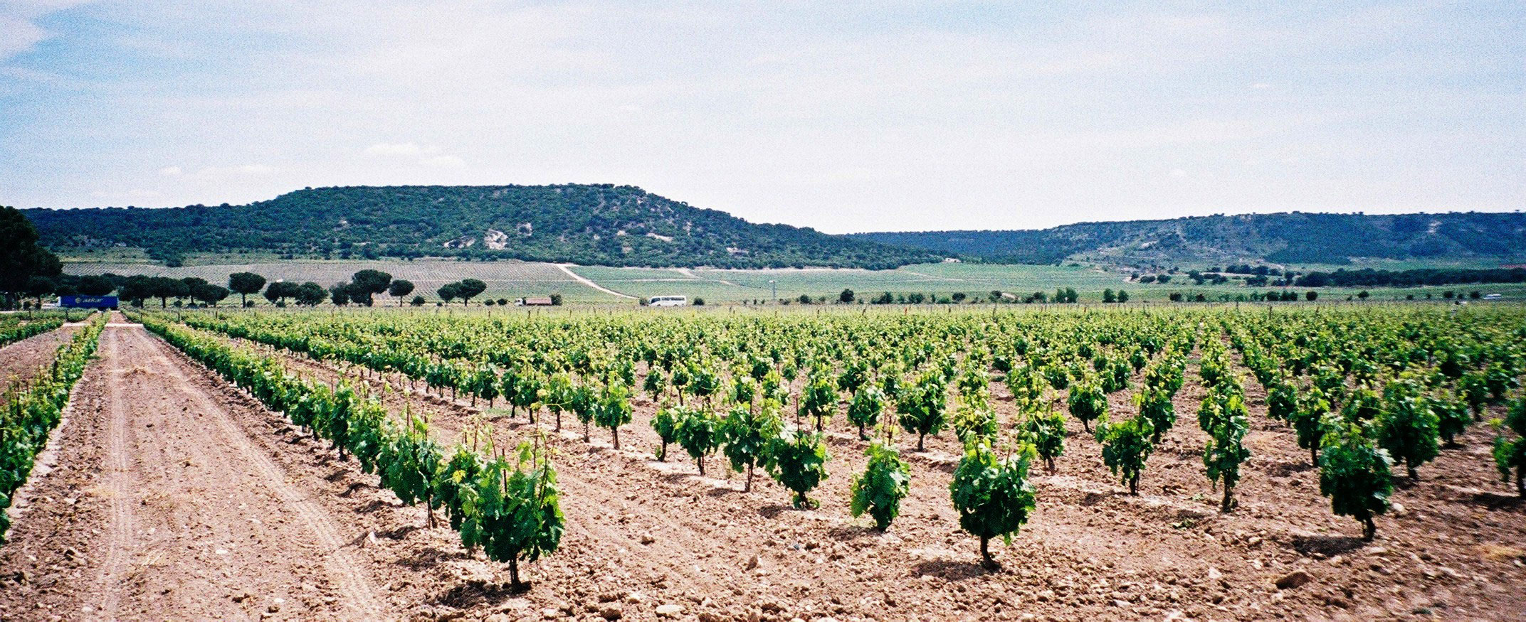 vines directly in front of the abbey (Photo copyright Andrew Stevenson)