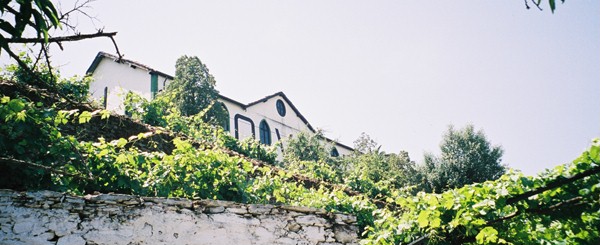 The ungrafted vines for the Nacional port are directly below the estate buildings